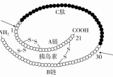 胰岛素 & C 肽释放试验 一文读懂：解读逻辑全拆解