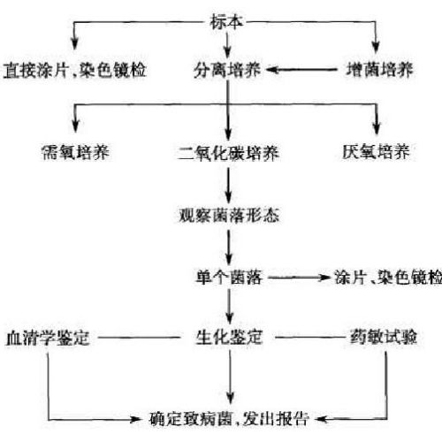 检验医学与感染病学（二）——细菌感染的检验