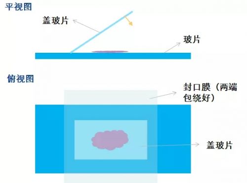 免疫组化中如何防止脱片