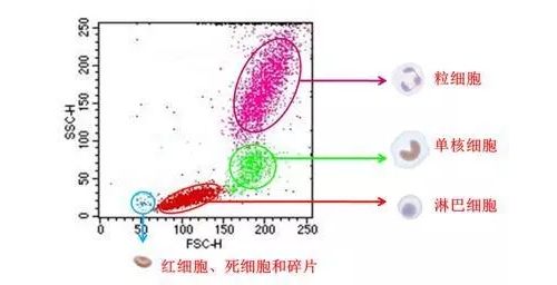 简述流式细胞仪检测原理（二）