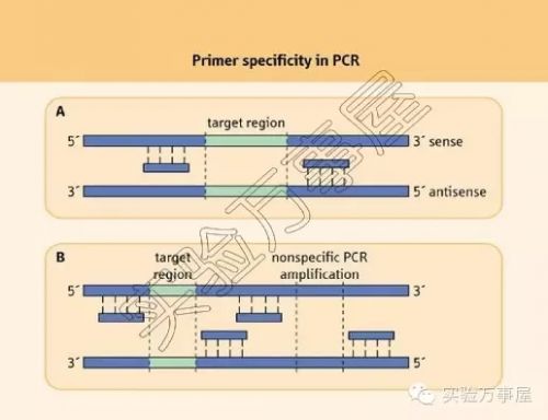 PCR如何应付非特异性扩增，教你两手！
