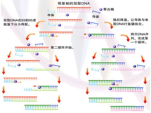 献给初学者：实时荧光定量 PCR（realtime PCR）