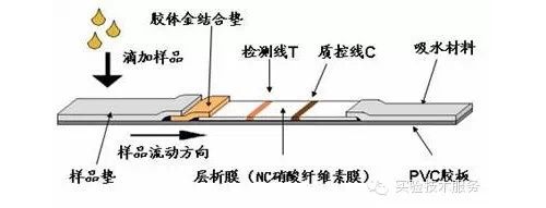 胶体金法定义及分类