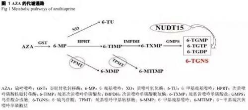 《基因多态性与抗栓药物临床应用专家建议》正式发布（上） ...