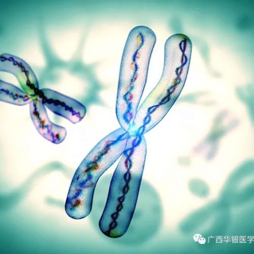 外周血染色体检测检验前质量控制
