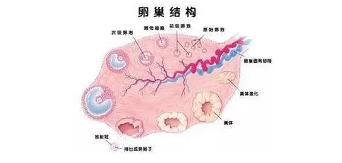多囊卵巢综合征诊治内分泌专家共识（2018）（下）