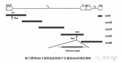 HSV病毒载体及应用（上）