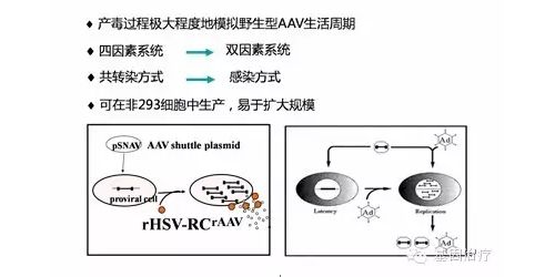 HSV病毒载体及应用（下）