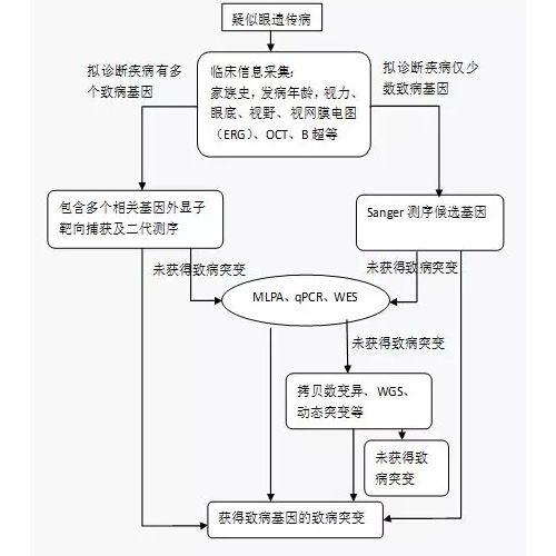 眼遗传病基因诊断方法专家共识