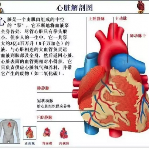心脏功能检测项目解析