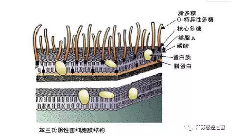 内毒素检测及临床意义