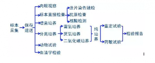 临床微生物标本检验流程！！！