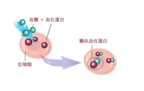 糖化血红蛋白的七大秘密和五大误区