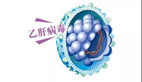 丙肝病毒与乙肝病毒，不仅只是一字之差那么简单！