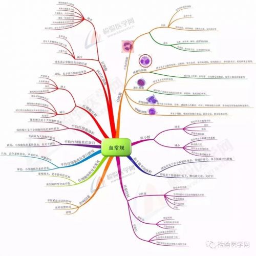 一图读懂，原来解读血常规可以这么简单