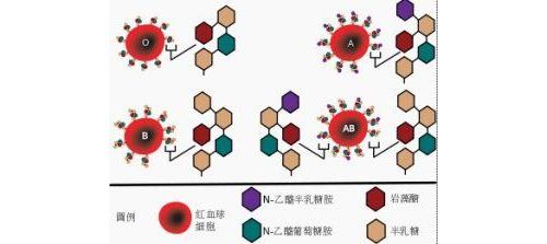 血型正反定型不符原因及对策