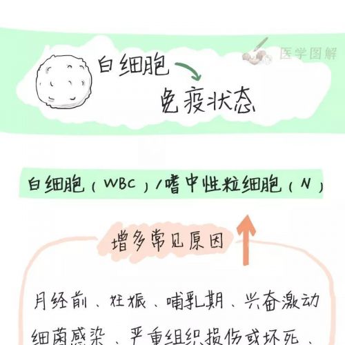 一图看懂血常规！