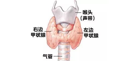 甲状腺功能检测项目临床意义