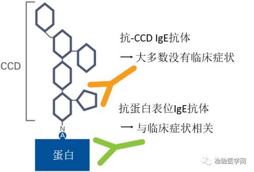 解疑答惑：过敏性疾病血清学诊断的5个常见问题