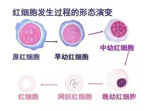 不一样的红细胞
