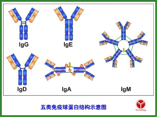 医学基础知识：五类免疫球蛋白的特性分析
