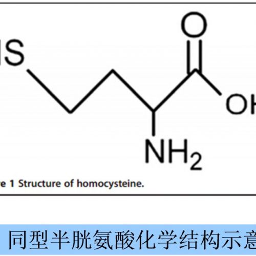 同型半胱氨酸（Hcy）--心脑血管疾病检测的优秀指标