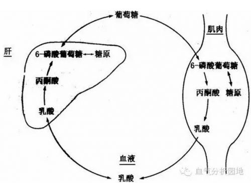 乳酸监测过时了吗？
