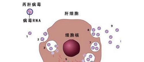 丙肝病毒，你了解它吗？