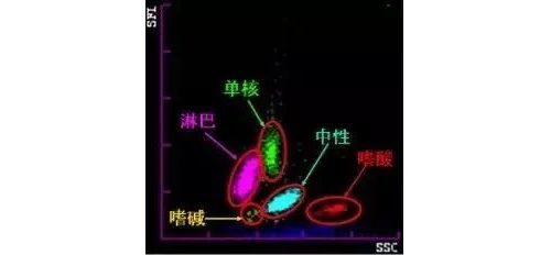 带你读懂异型淋巴细胞