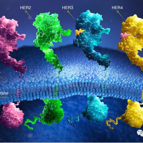 肿瘤常见分子标志物之HER2