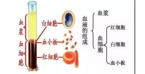 为什么血常规上的参考值对儿童不适用呢？