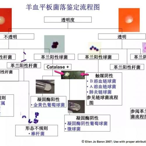 不能错过的细菌鉴定流程图