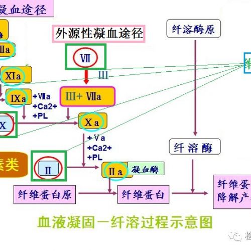 我是凝血因子2、7、9、10，而你，是维生素K