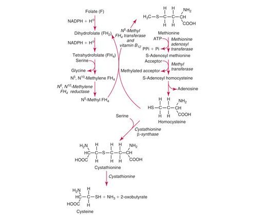 关于同型半胱氨酸（Homocysteine）