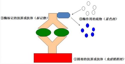 ELISA假阴性假阳性的原因有哪些？