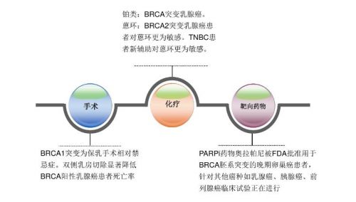 谈谈BRCA基因检测的who和why