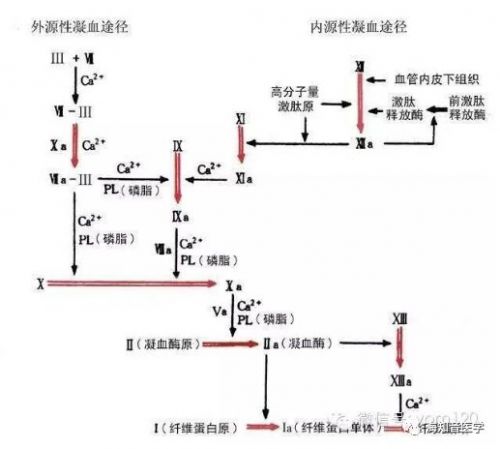 临床技能操作——凝血途径以及临床意义