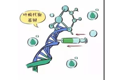 个体化基因检测，关于叶酸那些事儿