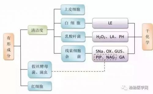 权威解读：阴道分泌物（白带）常规检查及镜检图片