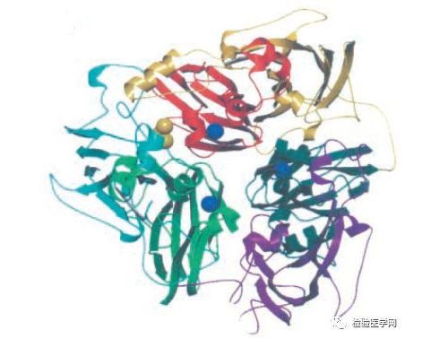 一文读懂铜蓝蛋白的9大作用
