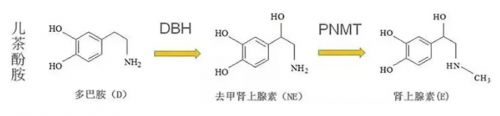 儿茶酚胺及其代谢物的临床质谱检测