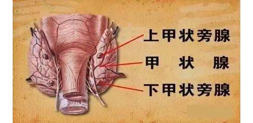 甲状旁腺素（PTH）的临床意义及应用