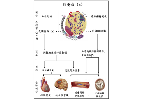 新的生物标志物Lp（a）时代来临了（1）
