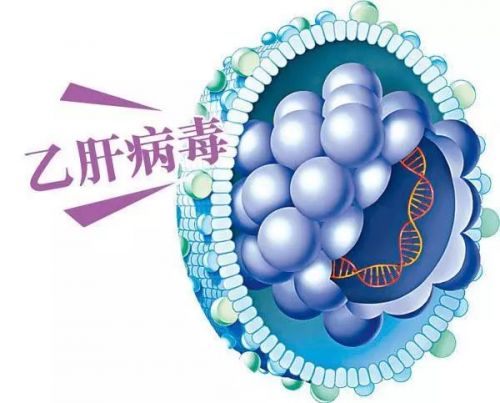 正确认识乙肝，走出认识误区