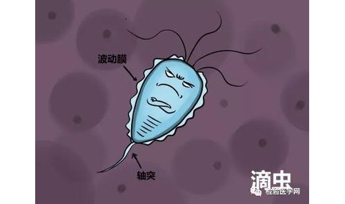 9岁女孩，尿常规竟然发现阴道毛滴虫！