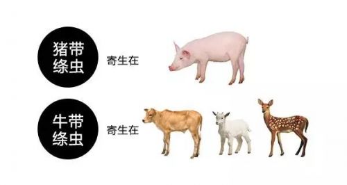 如果体内有寄生虫，自己能感觉出来吗？是时候跟你讲明白了 ...