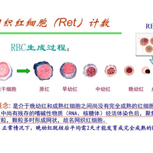 网织红细胞