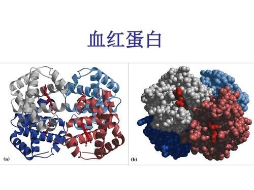 迎接我国糖化血红蛋白检测标准化的新挑战