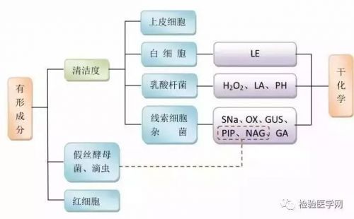 阴道分泌物检验应如何解读？