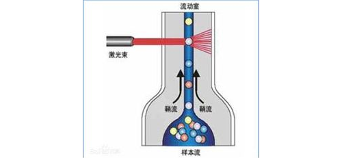 浅谈流式细胞仪的工作原理和应用
